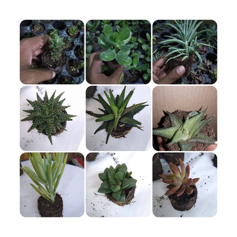 Succulents Combo