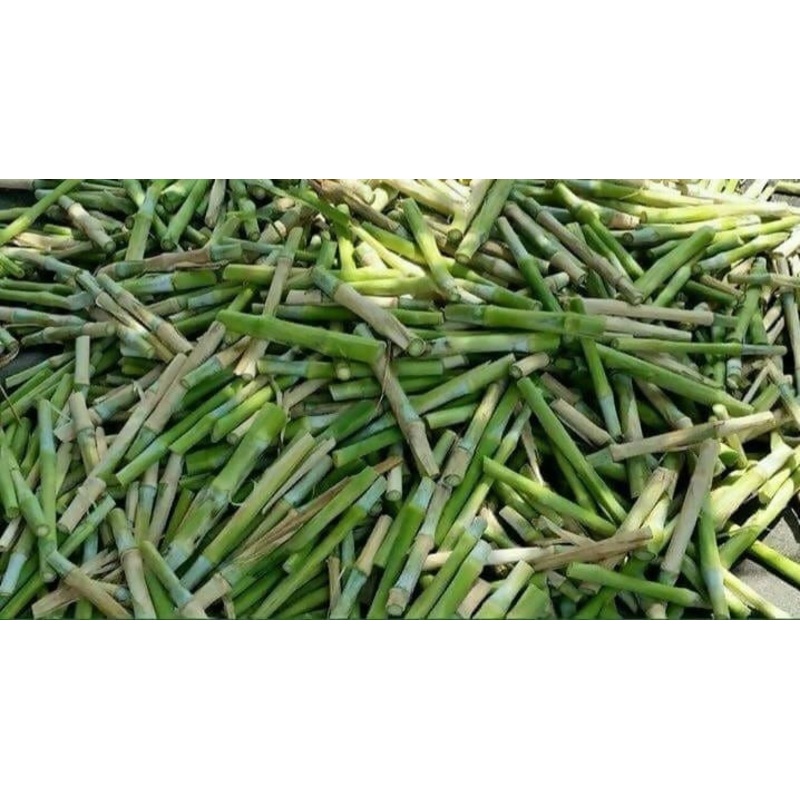 Super Napier grass stems (1000 nos)