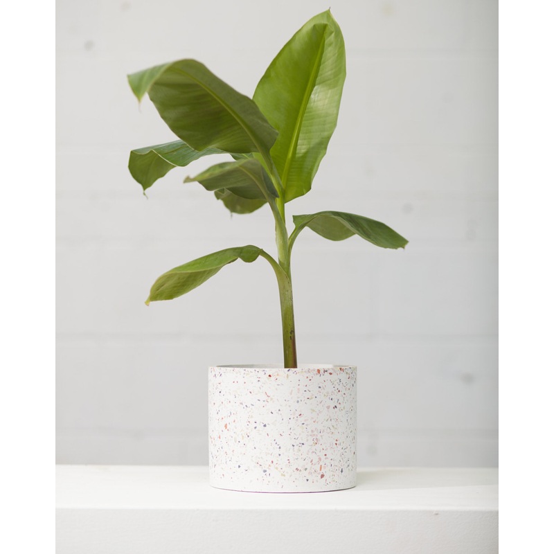 Terrazzo White Speckled Marble Planter | 6 inch Nursery Pot