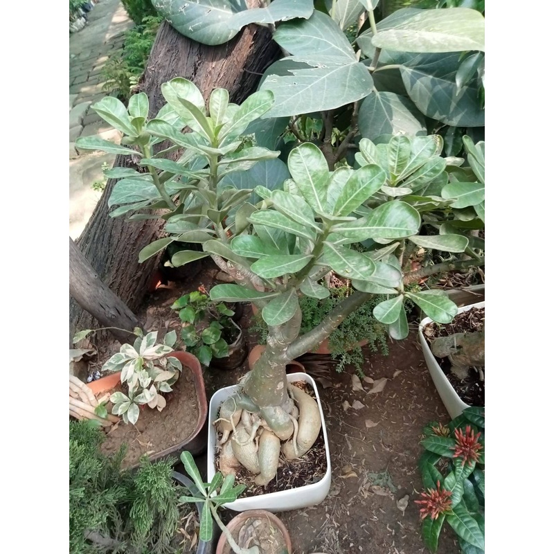 Thai adenium grafted with 4 colours (25 years old)