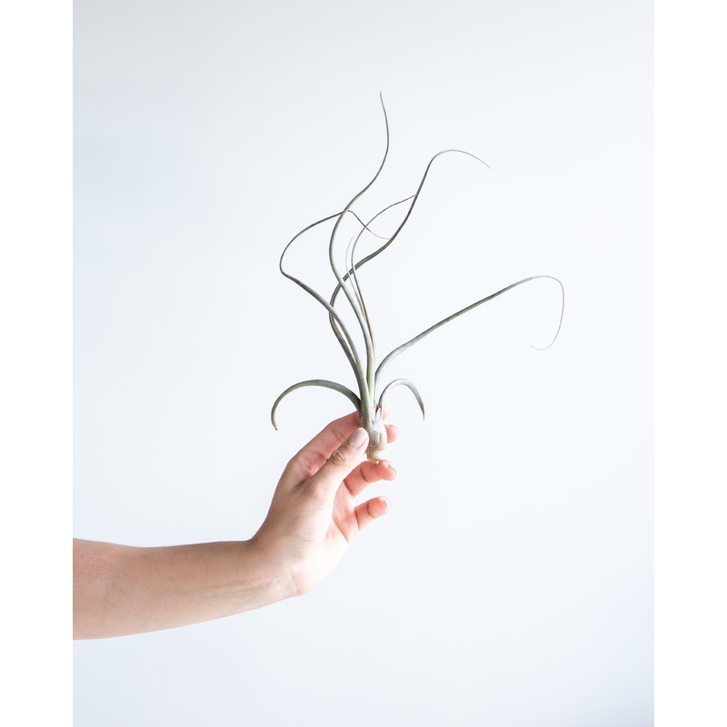 TILLANDSIA ‘BAILEYII’ AIR PLANT