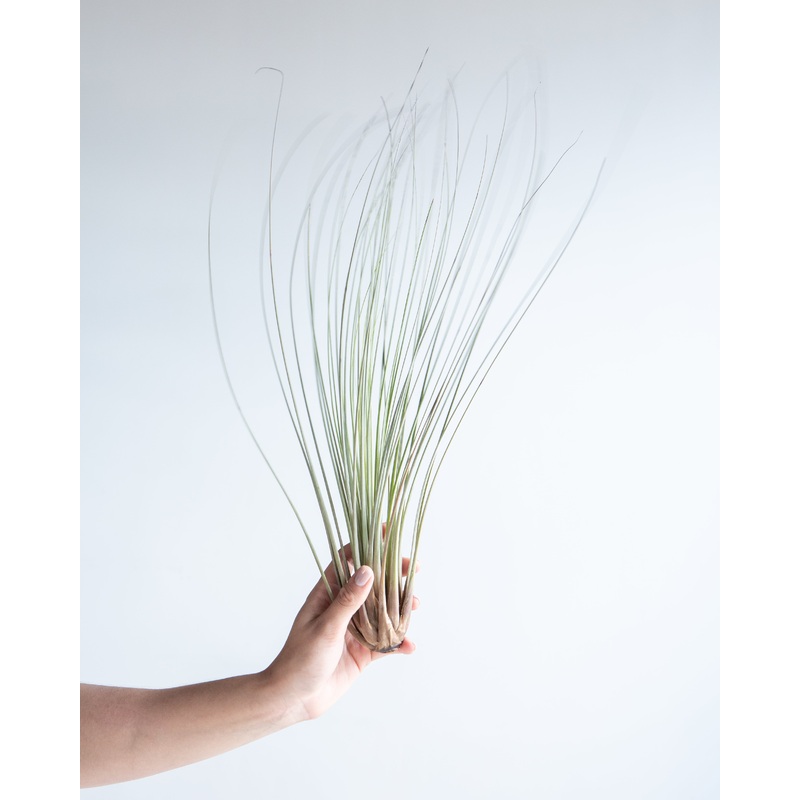 TILLANDSIA ‘JUNCEA’ AIR PLANT