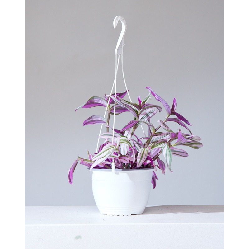 TRADESCANTIA NANOUK 8 HANGING BASKET