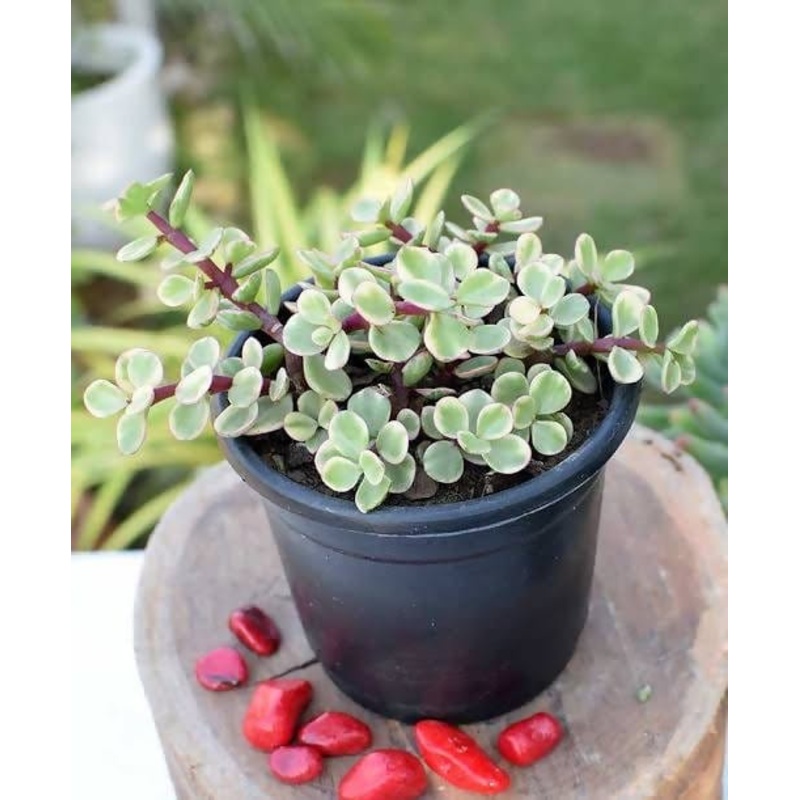 Variegated jade plant