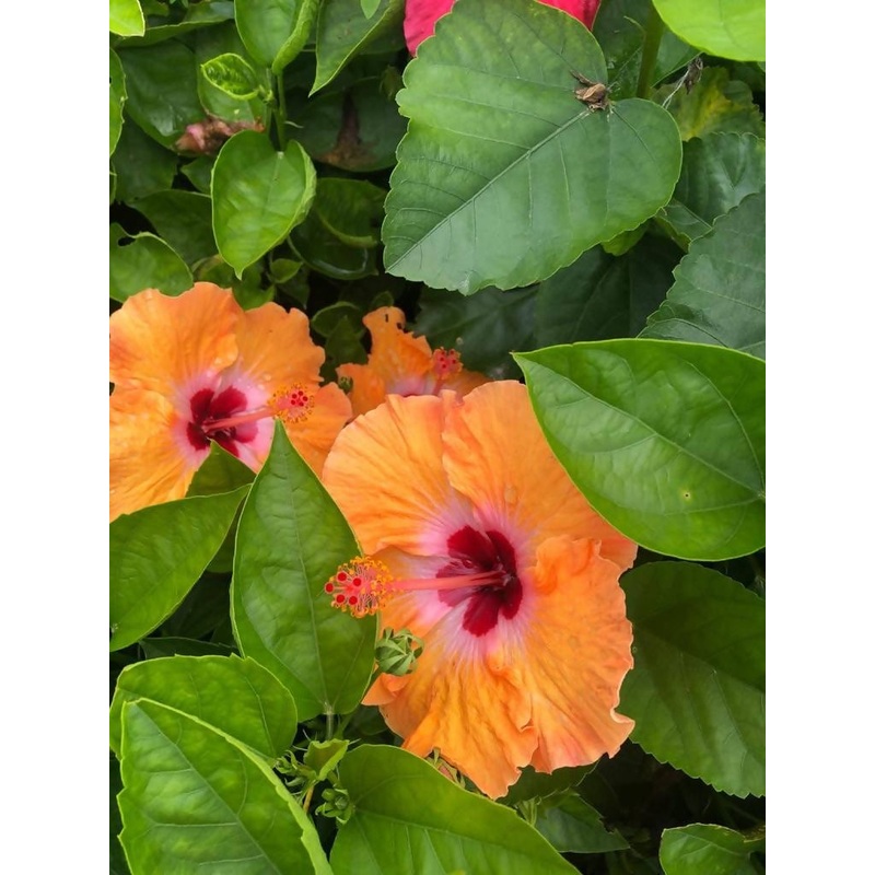 Yellow hibiscus plant