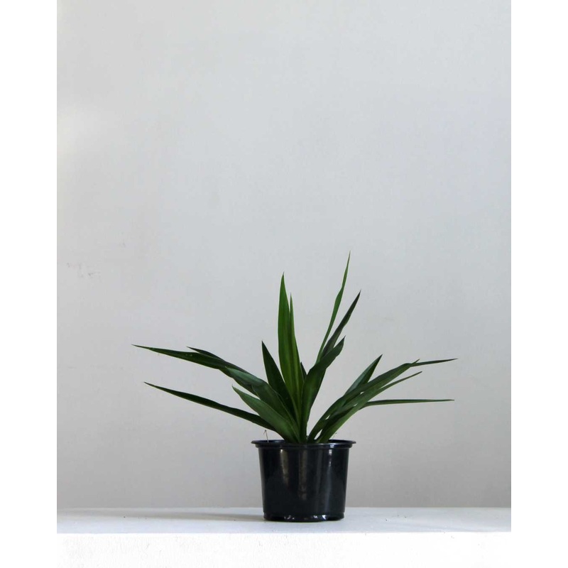 YUCCA TIPS 6 Grower Pot