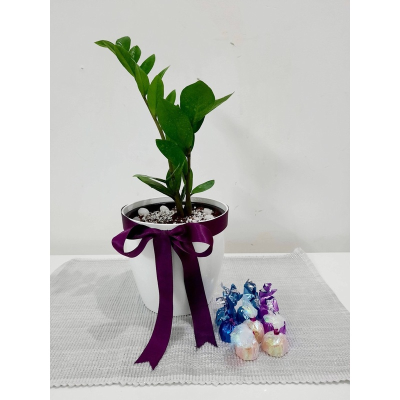 ZZ Eternity Plant Gift|ZZ Eternity Plant Gift