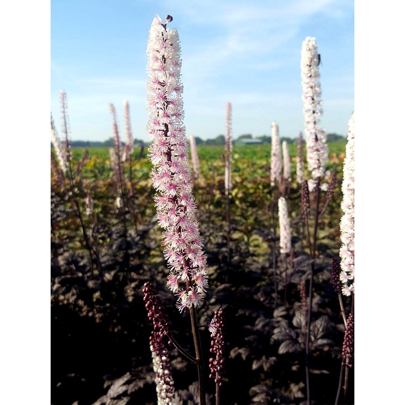 Actaea simplex Pink Spike (Baneberry)