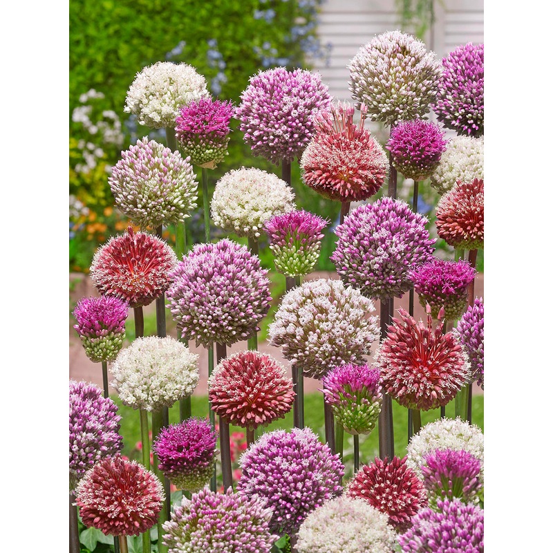 Allium Tropical Tides Collection