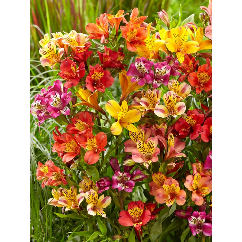 Alstroemeria Majestic Mix (Peruvian lilies)