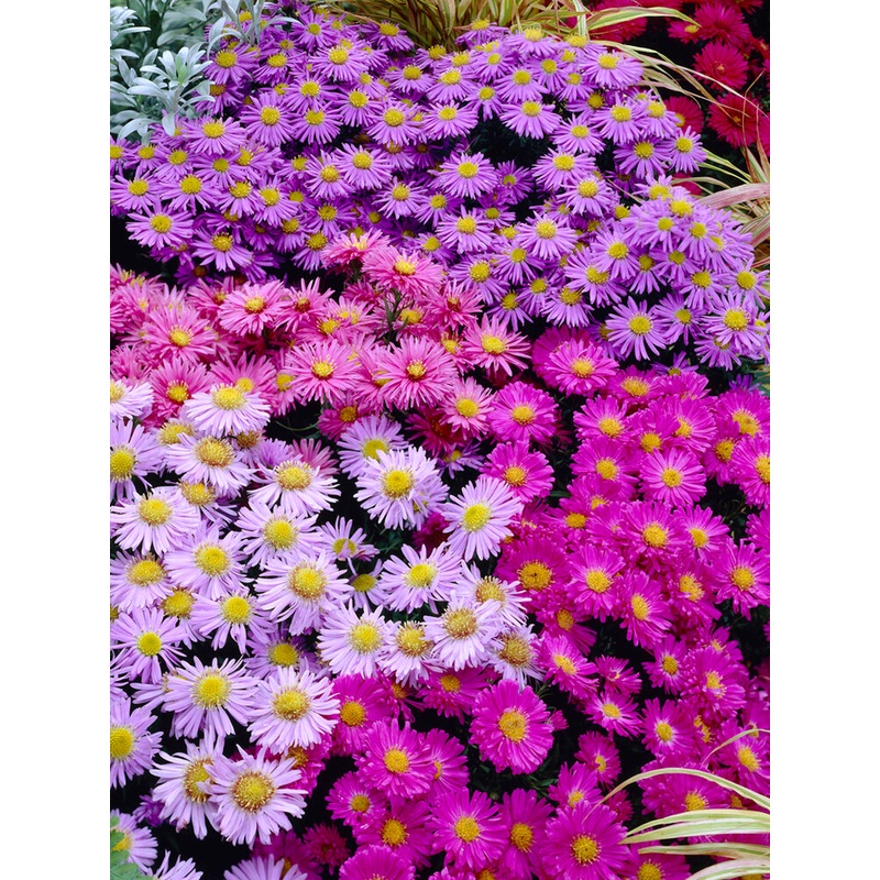 Aster Pastel Mix (Michaelmas Daisies)