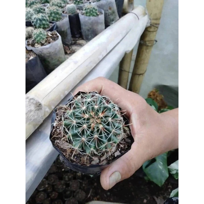 Ball cactus