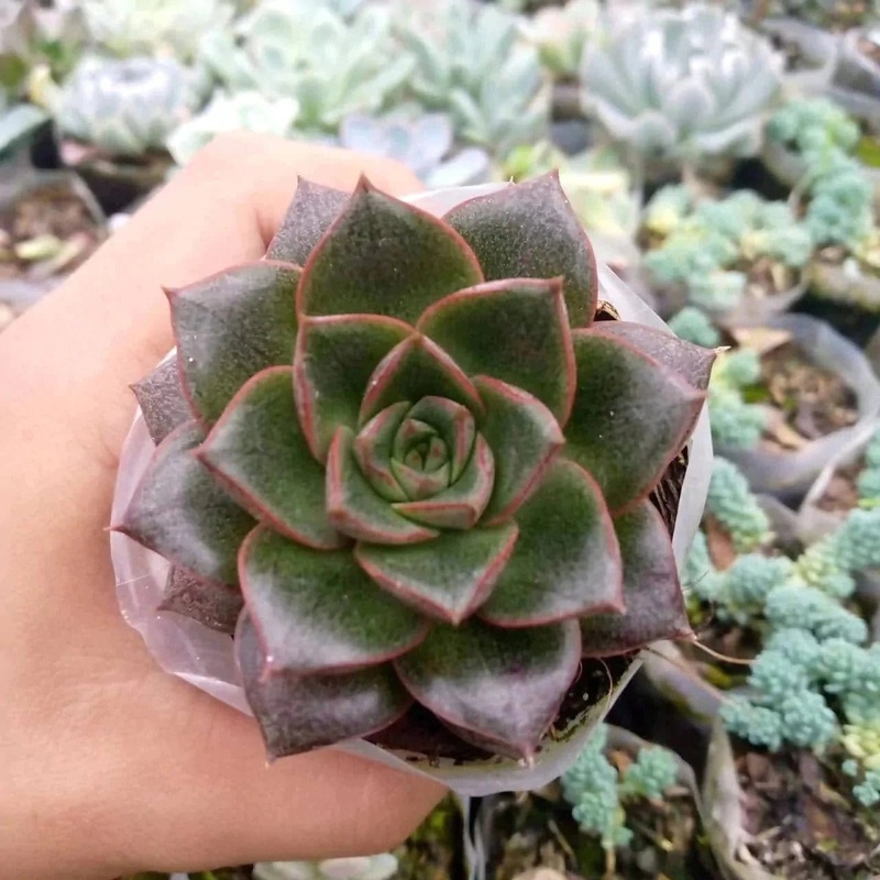 Blue dancer/purpusorum