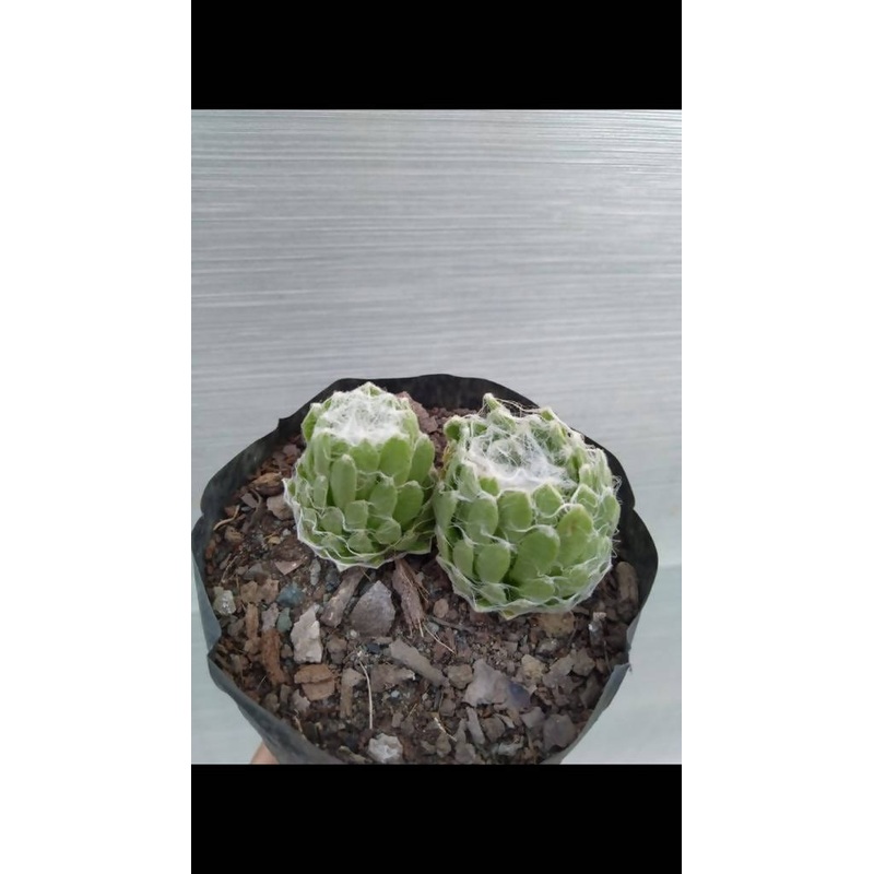 Cobweb Houseleeks  succulent – Set of 5
