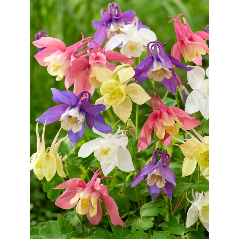 ColumbineMcKana Hybrids Mix (Aquilegia)