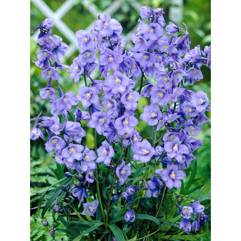 Delphinium West End Blue|1|3|6