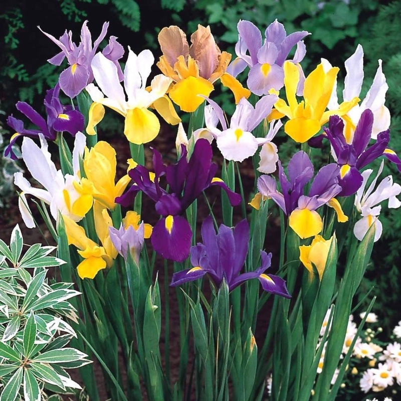 Dutch Iris Bulbs –  Set of 5 Bulb