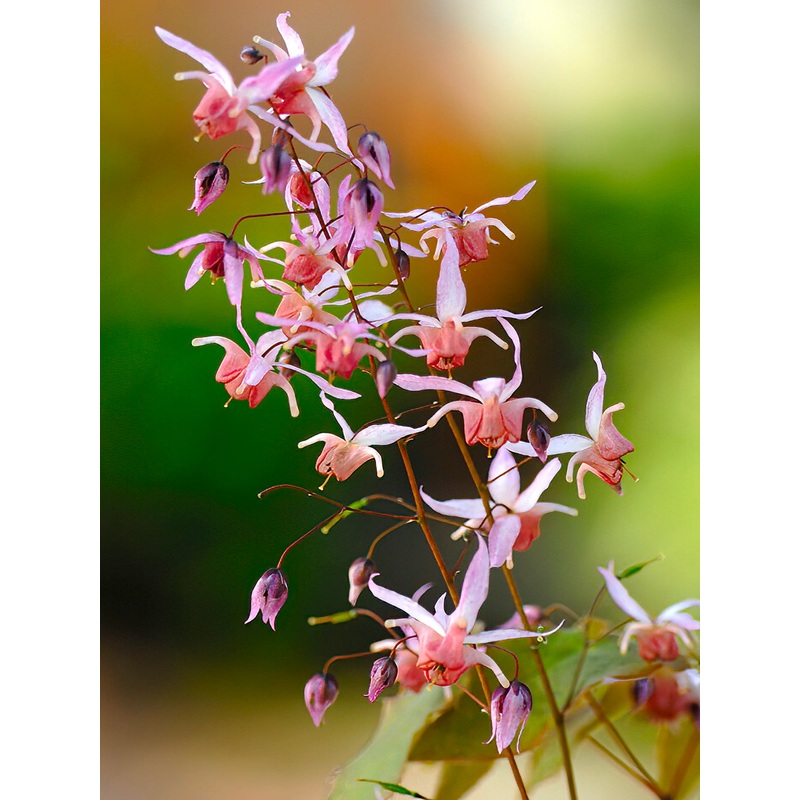 Epimedium Pink Elf|1|3|6