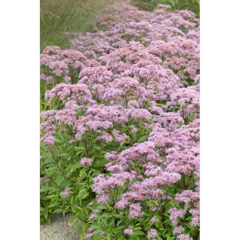 Eupatorium Purple Blush|1|3|6