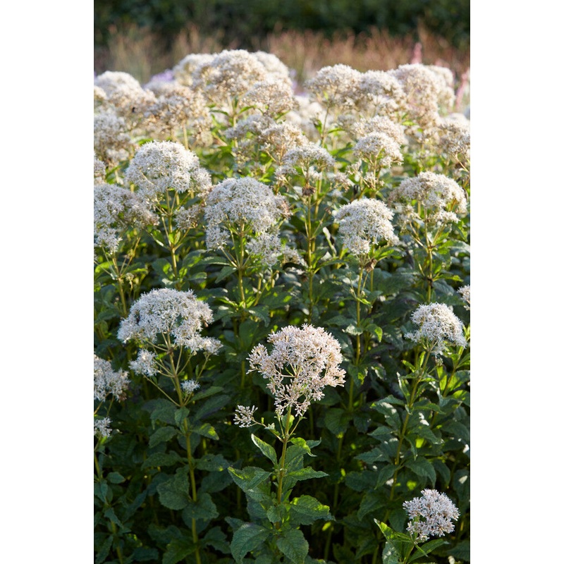 Eupatorium Snowball|1|3|6