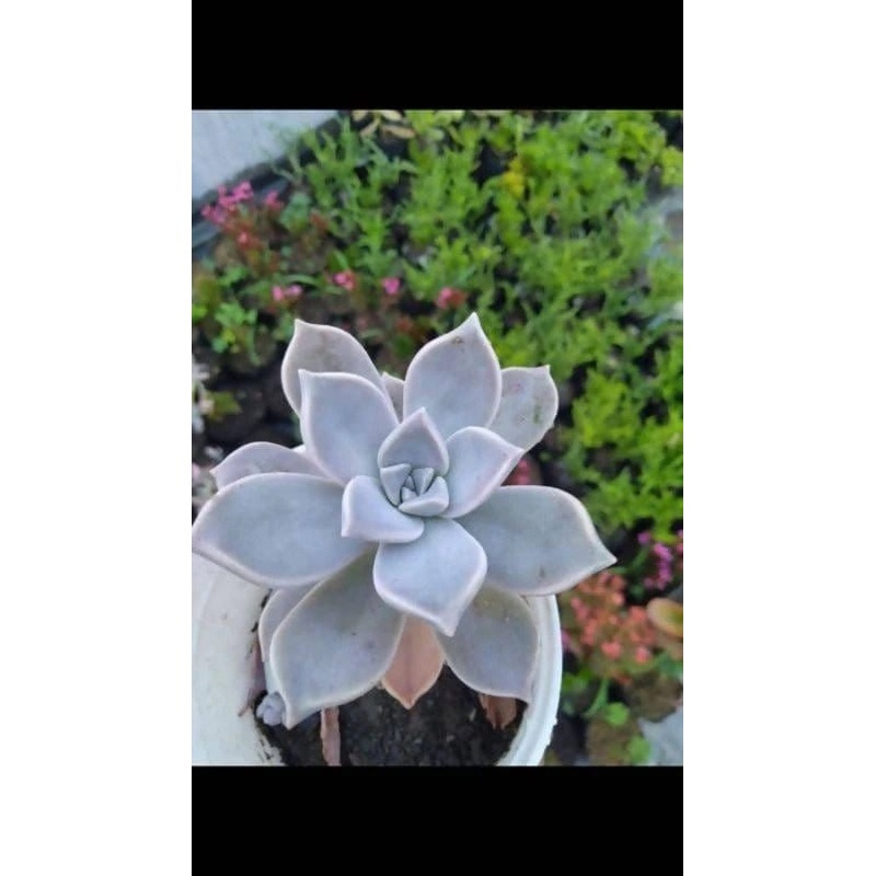 Graptopetalum Paraguayense Ghost Succulent -Set of 5