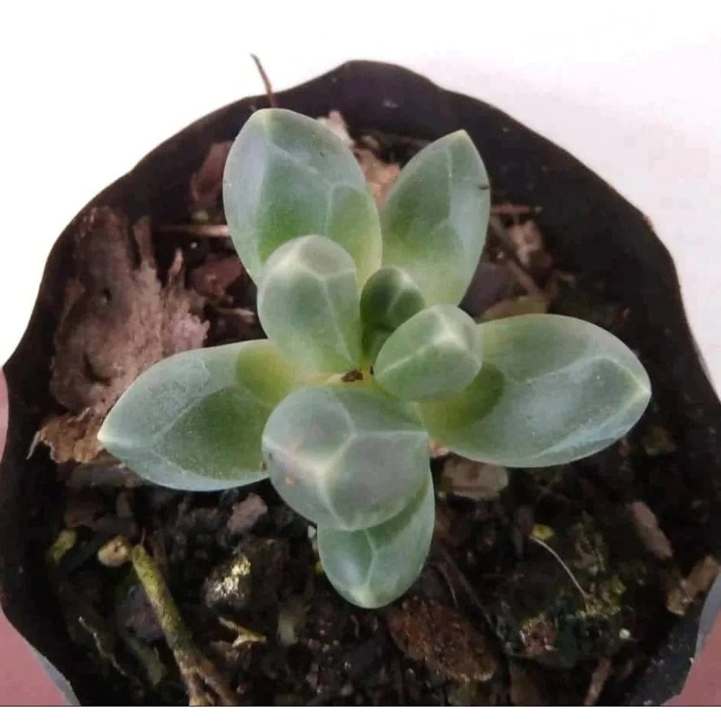 Ice succulent