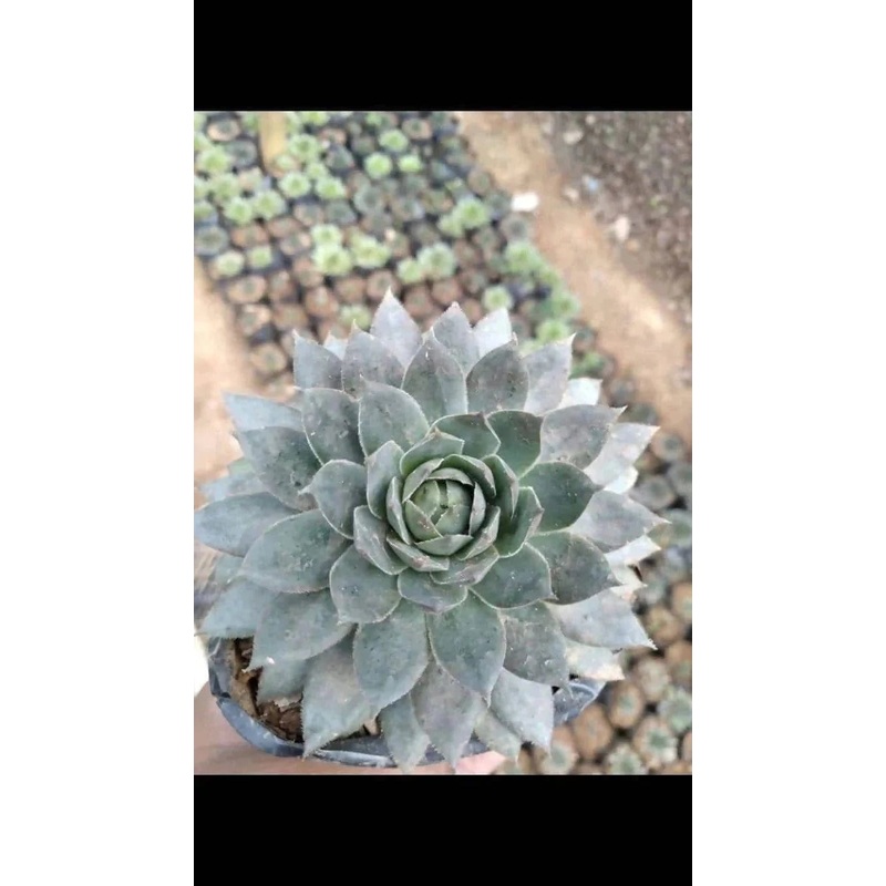 Laxmi Kamal Succulent – Set of 5