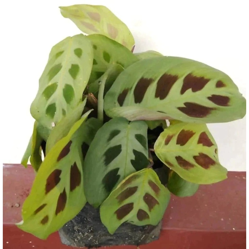 Maranta leuconeura