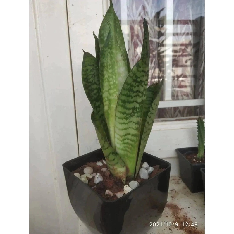 MINI SNAKE PLANT