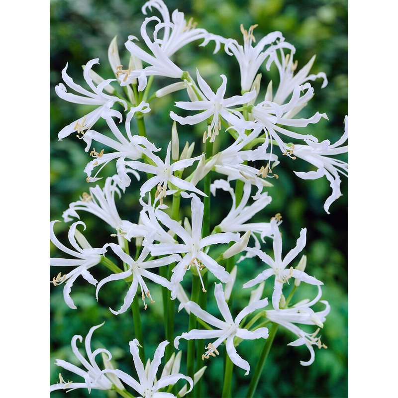 Nerine Bowdenii Alba|3|6|9|18