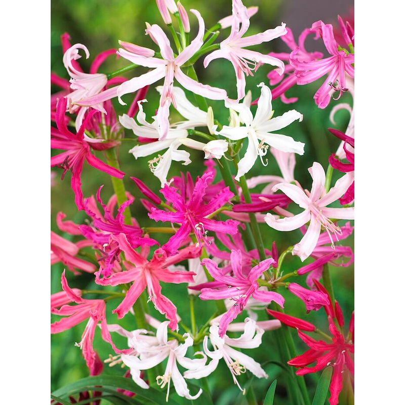 Nerine Bowdenii Breeders Blend