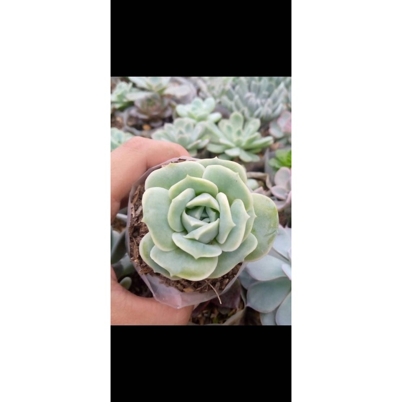 Rose succulent