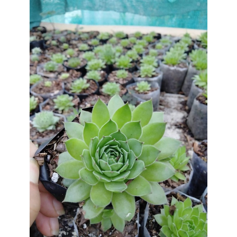 Sempervivum Plant