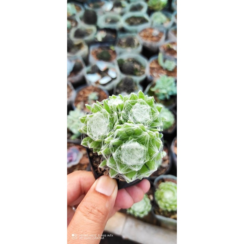 Spider web plant