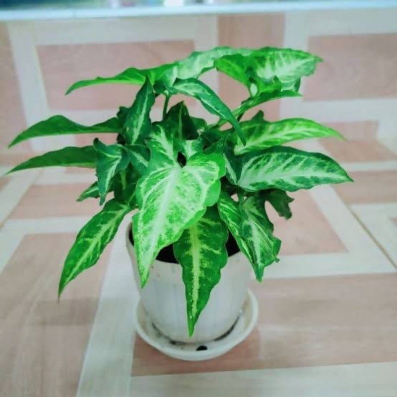 Syngonium arrowhead plant
