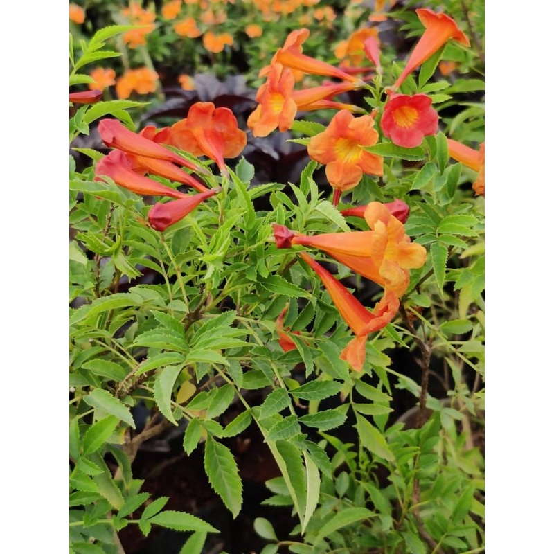 Tacoma Orange
