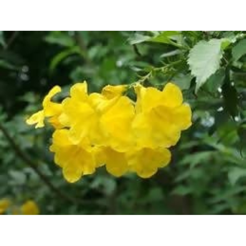 Tacoma Yellow