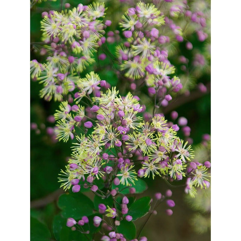 Thalictrum Anne (Meadow Rue)|1|3|6