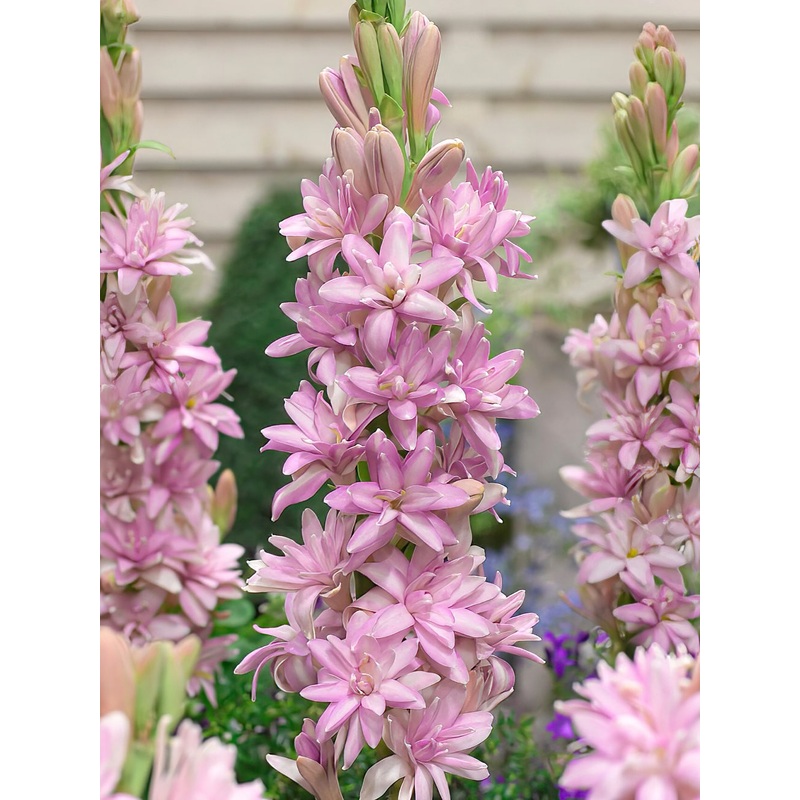 Tuberose Chia Nong Pink Sapphire (Polianthes)