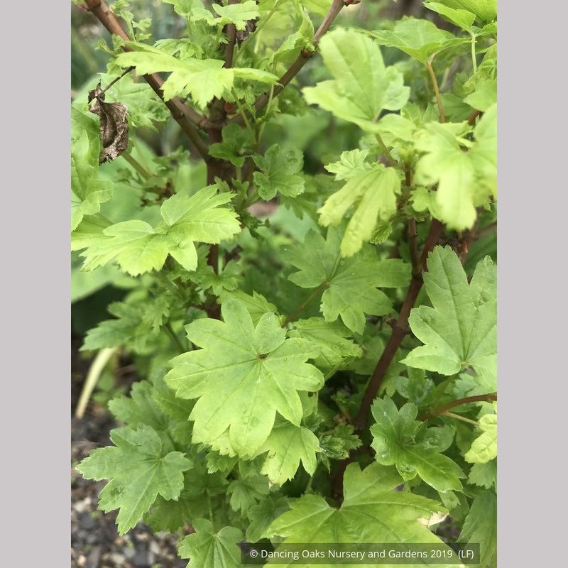 Acer circinatum ‘Baby Buttons’, Baby Buttons Dwarf Vine Maple