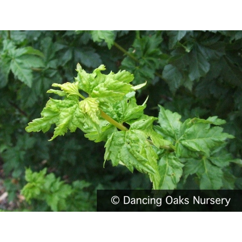Acer circinatum ‘Pacific Sprite’, Pacific Sprite Vine Maple