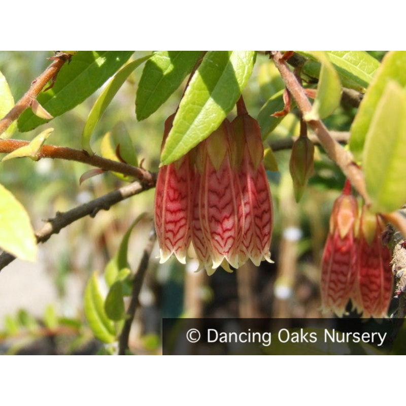 Agapetes ‘Ludgvan Cross’, Himalayan Lanterns