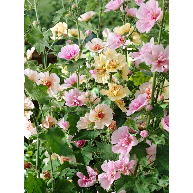 Alcea Chater’s Single Mix (Hollyhock)