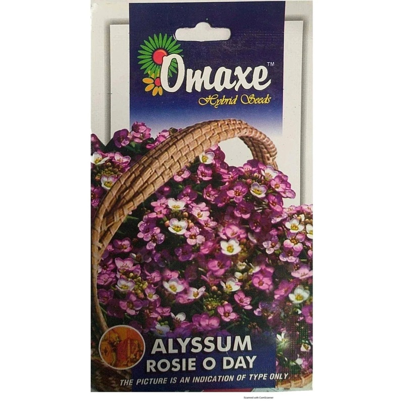 Alyssum Rosie O Day seeds