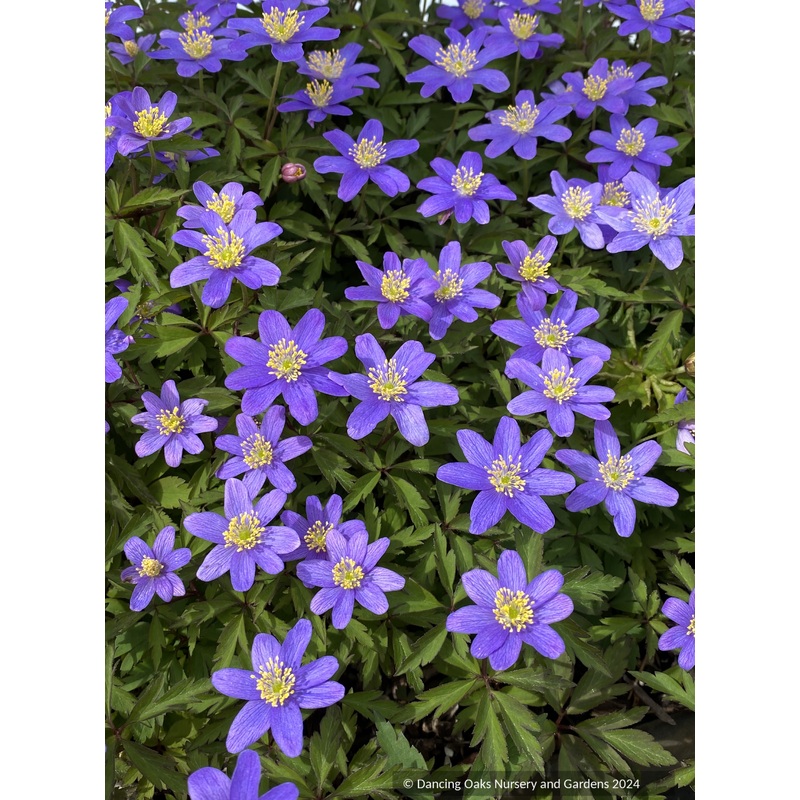 Anemone nemorosa ‘Robinsoniana’, Wood Anemone or Windflower