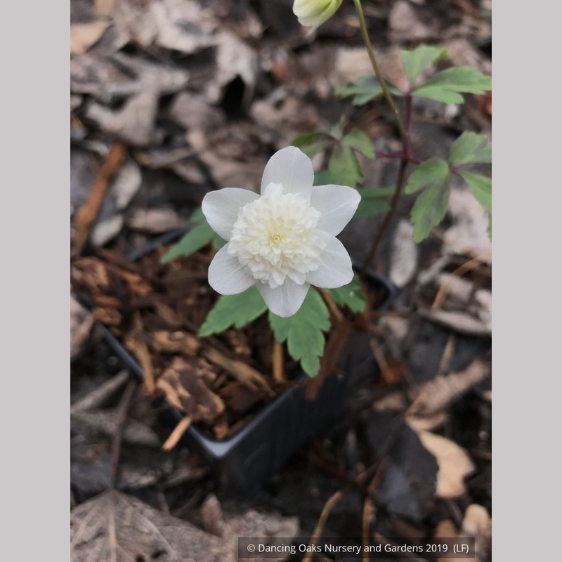 Anemone nemorosa ‘Vestal’, Wood Anemone or Windflower