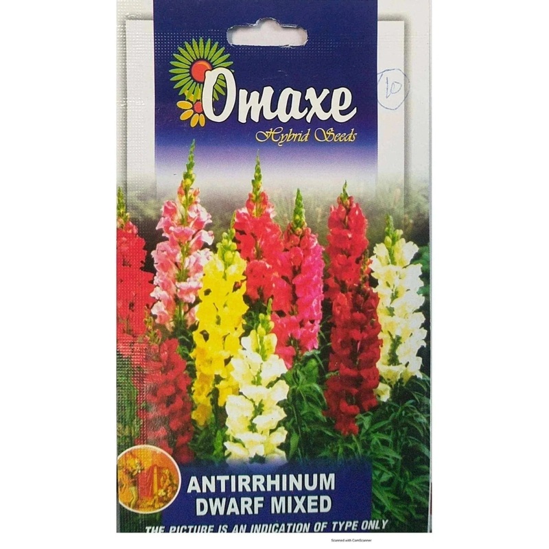Antirrhinum Dwarf Mix