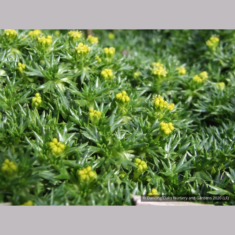 Azorella trifurcata ‘Nana’ aka Bolax gummifera ‘Nana’