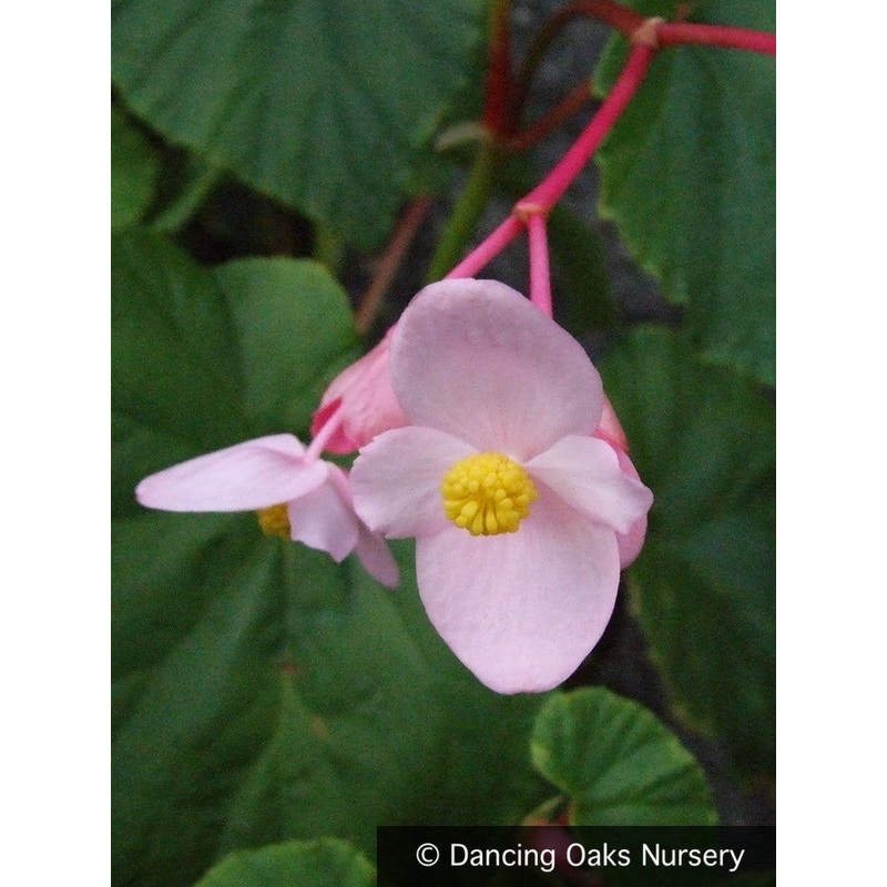 Begonia grandis ‘Heron’s Pirouette’, Hardy Begonia