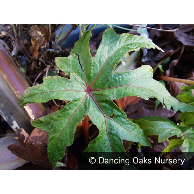 Begonia sp. aff. pedatifida DJHC98473, Hardy Begonia